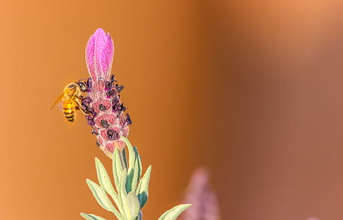 selectiv, focalizare fotografie, albina, cocoțat, Violet, floare bud, albină, gândac, floră, floare, insectă, macro, polenizare, planta cu flori, animale tematice, animal, plantă, frumusețe în natură, animale sălbatice, a închide, un animal, nevertebrat, petală, fragilitate, vulnerabilitate, cap de floare, fundal colorat, prospeţime, natură, animale în sălbăticie, galben, nici o persoana, polen, mic, cap de animal, mărire, 4K, CC0, domeniu public, fără drepturi de autor