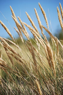 erba, spiaggia, duna, cielo, estate, natura, vacanze, la costa, crescita, pianta, raccolto, agricoltura, pianta di cereali, campo, avvicinamento, giorno, terra, bellezza nella natura, paesaggio, la tranquillità, scena rurale, Grano, nessuno, azienda agricola, luce del sole, all'aperto, gambo, erba di coda di topo, piantagione, 4K, CC0, dominio pubblico, privo di copyright