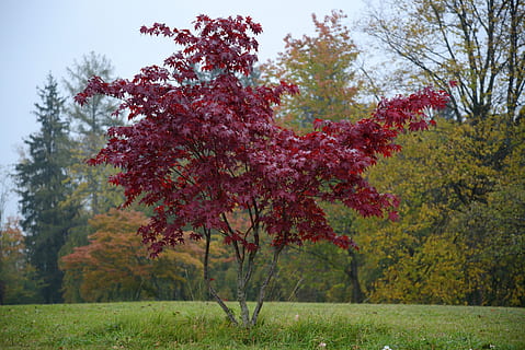 isolated tree, tree red, fall color, tree, leaves, nature, autumn, deciduous tree, october, fall leaves, autumn colours, red, colorful, landscape, time conversion, background, autumn days, short day, mood, fresh air, autumn in the garden, tree care, plant, beauty in nature, growth, tranquility, day, land, tranquil scene, change, no people, field, branch, flower, flowering plant, scenics - nature, grass, outdoors, 5K, CC0, public domain, royalty free