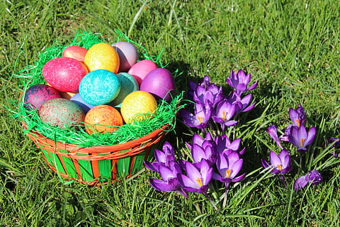 easter, spring, easter egg, nature, hare, egg, meadow, frühlingsanfang, grass, easter greetings, plant, celebration, flower, food, flowering plant, holiday, container, green color, freshness, no people, food and drink, multi colored, field, day, springtime, purple, outdoors, iris, 5K, CC0, public domain, royalty free