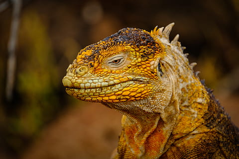 drage firben hoved, dyr, dyr fotografering, tæt på, farve, væsen, dagslys, eksotisk, hoved, leguan, firben, udendørs, kæledyr, portræt, krybdyr, skalaer, sidebillede, pigge, vild, dyreliv, Zoo, dyre temaer, et dyr, dyr i naturen, dyr kropsdel, dyr hoved, hvirveldyr, ingen mennesker, fokus på forgrunden, natur, dag, dyre skala, leder, profilvisning, dyr øje, 5K