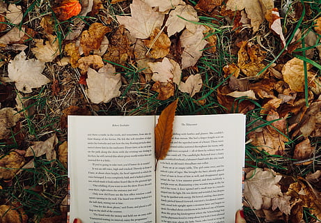 fulles seques, kew gardens, Regne Unit, Richmond, flora, heura, planta, bones lectures, tardor, lectura, llibres, bolets, fong, amanita, agaric, sòl, fulla d'auró, full, gris, part de la planta, sec, naturalesa, fulles, vista d’angle alt, publicació, canvi, llibre, dia, caient, terra, camp, paper, cap gent, a l'aire lliure, vulnerabilitat, bellesa a la natura, caure, 5K, CC0, domini públic, lliure de regalies