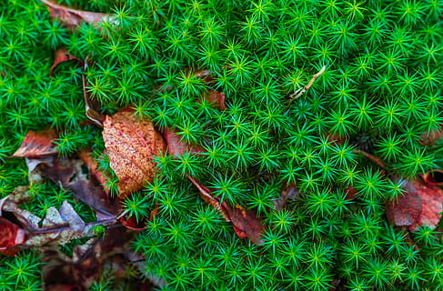 textură, model, natură, fundal, frunze, copac, lemn, pădure, tapet, fundal ecran de fundal, rezervație naturală, Atingeți, macro, Culoarea verde, plantă, creştere, parte a plantelor, nici o persoana, iarbă, direct deasupra, zi, a închide, alimente, teren, camp, frumusețe în natură, în aer liber, vedere în unghi mare, prospeţime, cadru complet, mancare si bautura, 4K, CC0, domeniu public, fără drepturi de autor