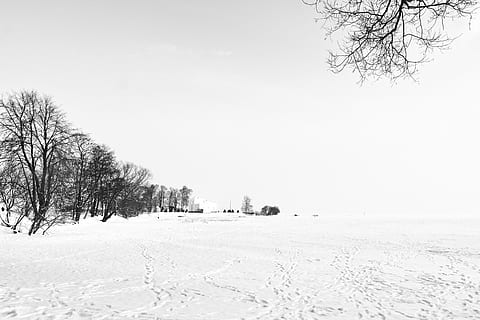 arbres, envoltat, camp de neu, petrodvorets, Rússia, Sant Petersburg, a l'aire lliure, neu, blanc, flora, arbre, planta, hivern, temperatura de fred, cel, arbre nu, medi ambient, bellesa a la natura, camp, tranquil·litat, escena tranquil·la, terra, escenics - natura, paisatge, dia, naturalesa, cap gent, cobertura, vent de neu, 5K, CC0, domini públic, lliure de regalies