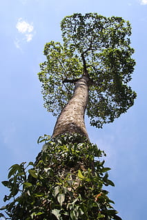 tree, log, crown, nature, plant, low angle view, sky, growth, green color, day, branch, no people, tree trunk, trunk, plant part, leaf, beauty in nature, tranquility, outdoors, cloud - sky, tall - high, sunlight, directly below, 5K, CC0, public domain, royalty free