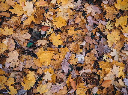 maple leaf photography, blad, plante, træ, ahorn, ahorn blad, gul, blade, efterår, sæsoner, krukke, keramik, potteplante, vase, blomst, kronblad, blomstre, jord, frakke, beklædning, lave om, plante del, fuld ramme, baggrunde, overflod, ingen mennesker, tør, dag, naturlig tilstand, natur, faldende, stor gruppe af objekter, tæt på, skønhed i naturen, høj vinkel visning, udendørs, efterårssamling, tørret, 5K, CC0, offentligt domæne, royaltyfrie