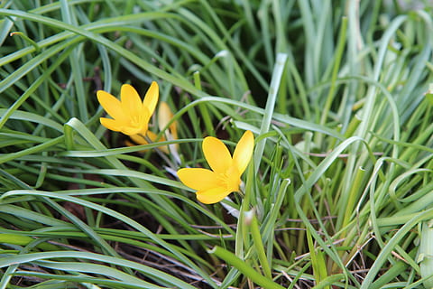safrà, crocus groc, flor, primavera, planta amb flors, planta, vulnerabilitat, fragilitat, creixement, bellesa a la natura, pètal, frescor, groc, inflorescència, cap de flor, primer pla, naturalesa, cap gent, dia, color verd, iris, herba, camp, a l'aire lliure, fulla d'herba, 5K, CC0, domini públic, lliure de regalies