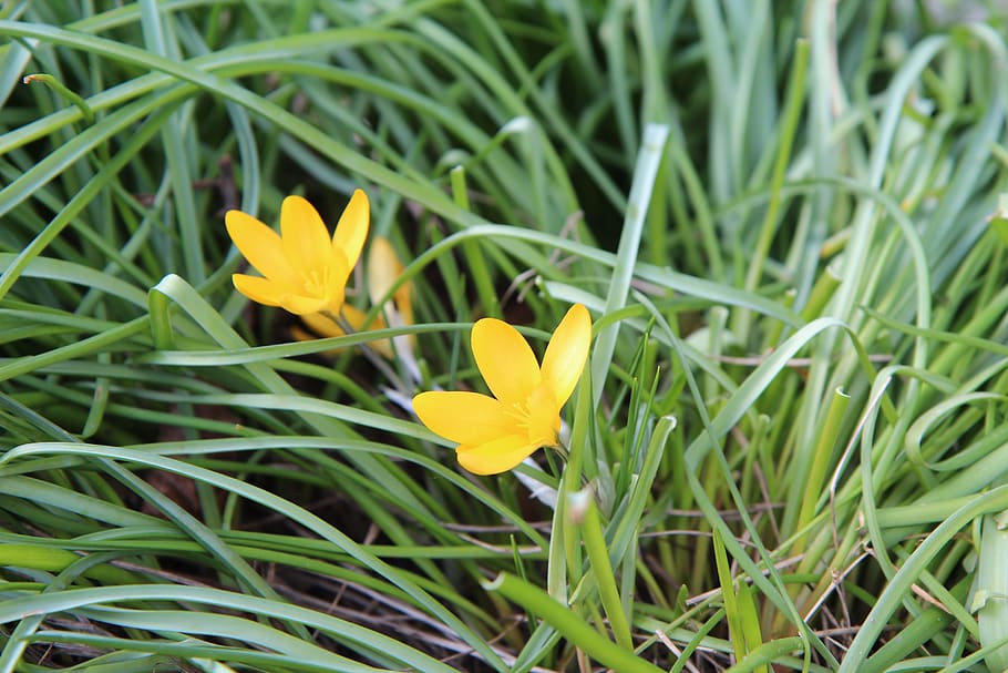 safrà, crocus groc, flor, primavera, planta amb flors, planta, vulnerabilitat, fragilitat, creixement, bellesa a la natura, pètal, frescor, groc, inflorescència, cap de flor, primer pla, naturalesa, cap gent, dia, color verd, iris, herba, camp, a l'aire lliure, fulla d'herba, 5K