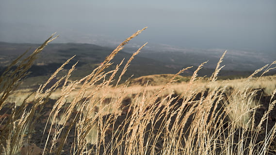 ureche, porumb, frasin, negru, nisip, nori, vânt, furtună, etna, Italia, Munte, dealuri, grâu, plantă, camp, creştere, teren, peisaj, natură, liniște, nici o persoana, zi, frumusețe în natură, agricultură, a decupa, rural, mediu inconjurator, planta de cereale, iarbă, să se concentreze asupra primelor elemente, cer, în aer liber, a închide, tulpină, 4K, CC0, domeniu public, fără drepturi de autor