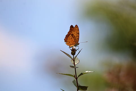 borboleta, natureza, insetos, flora, plantar, beleza na natureza, focar em primeiro plano, fechar-se, dia, fragilidade, vulnerabilidade, invertebrado, inseto, ninguém, asa animal, folha, animais selvagens, parte da planta, animais em estado selvagem, crescimento, flor, borboleta - inseto, seco, ao ar livre, mudança, 5K, CC0, domínio público, royalty free