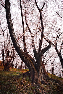 blomstrende træ, grene, japan, Nagano, natur, sæson, træer, træ, plante, bagagerum, træstamme, bare træ, ro, afdeling, ingen mennesker, jord, himmel, skønhed i naturen, dag, Skov, vækst, udendørs, rolig scene, scenics - natur, miljø, lav vinkel visning, bark, 5K, CC0, offentligt domæne, royaltyfrie