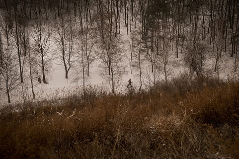 bosc, hivern, marxa nòrdica, a l'aire lliure, neu, naturalesa, arbres, fred, blanc, nevat, gelades, humor, arbre, marró, terra, planta, tranquil·litat, una persona, escena tranquil·la, camp, escena no urbana, herba, dia, medi ambient, arbre nu, bellesa a la natura, boira, creixement, escenics - natura, efecte texturat, 4K, CC0, domini públic, lliure de regalies
