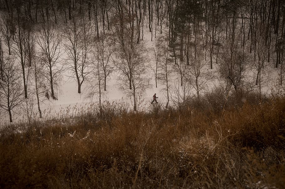 foresta, inverno, Camminata nordica, all'aperto, la neve, natura, alberi, freddo, bianca, nevoso, invernale, brina, umore, albero, Marrone, terra, pianta, la tranquillità, una persona, scena tranquilla, campo, scena non urbana, erba, giorno, ambiente, albero nudo, bellezza nella natura, nebbia, crescita, scenics - natura, effetto strutturato, bosco, 4K