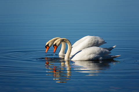 labuť, pár, milovat, rügen, Baltské moře, dva, voda, jezero, jíst, vlna, romantika, elegantní, Příroda, spolu, živočišného světa, bodden, Pírko, vodní pták, peří, účtovat, pták, zvířat, zvířata ve volné přírodě, zvíře, obratlovců, nábřeží, plavání, skupina zvířat, odraz, zoologie, nikdo, mute swan, plovoucí na vodě, zvířecí krk, sladkovodní pták, 5K, CC0, veřejná doména, bez autorských práv