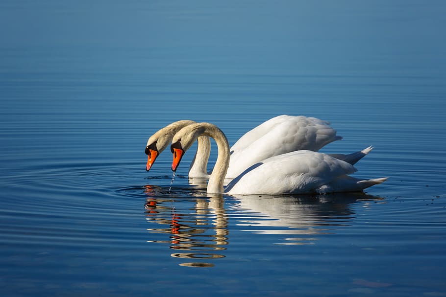 cigne, parell, amor, rügen, Mar Bàltic, dos, aigua, llac, menjar, onada, romanç, agraciat, naturalesa, junts, món animal, bodden, ploma, elegant, ocell aquàtic, plomatge, factura, ocell, fauna animal, temes d'animals, animals a la natura, animal, vertebrats, davant del mar, nedar, grup d’animals, reflexió, zoologia, cap gent, cigne silenciós, flotant a l'aigua, coll d'animals, ocell d’aigua dolça, 5K