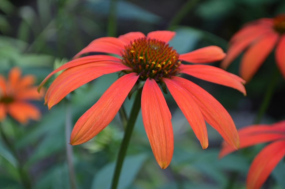 rot, Blume, blühen, Duft, Garten, Liebe, Romantik, Blütenblätter, Schönheit, blühende Pflanze, Zerbrechlichkeit, Wachstum, Verletzlichkeit, Blütenblatt, Pflanze, Nahansicht, Blütenkopf, Blütenstand, Fokus auf den Vordergrund, Frische, Schönheit in der Natur, Sonnenhut, orange Farbe, keine Leute, Pollen, Tag, Natur, draußen, 2K