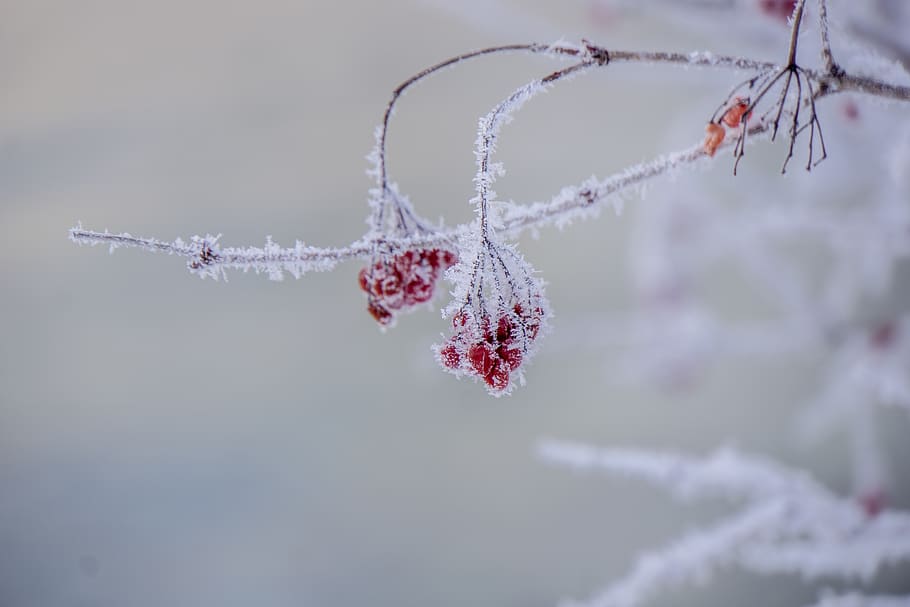 branques cobertes de neu, gel, a l'aire lliure, naturalesa, neu, gelades, hivern, flor vermella, enns, cristall de neu, vermell, macro, iceberg, holandès, perdiu, animal, ocell, planta, brot, flor, brollar, temperatura de fred, congelat, centrar-se en primer pla, dia, cap gent, branca, fruita, Color blanc, bellesa a la natura, arbre, 5K