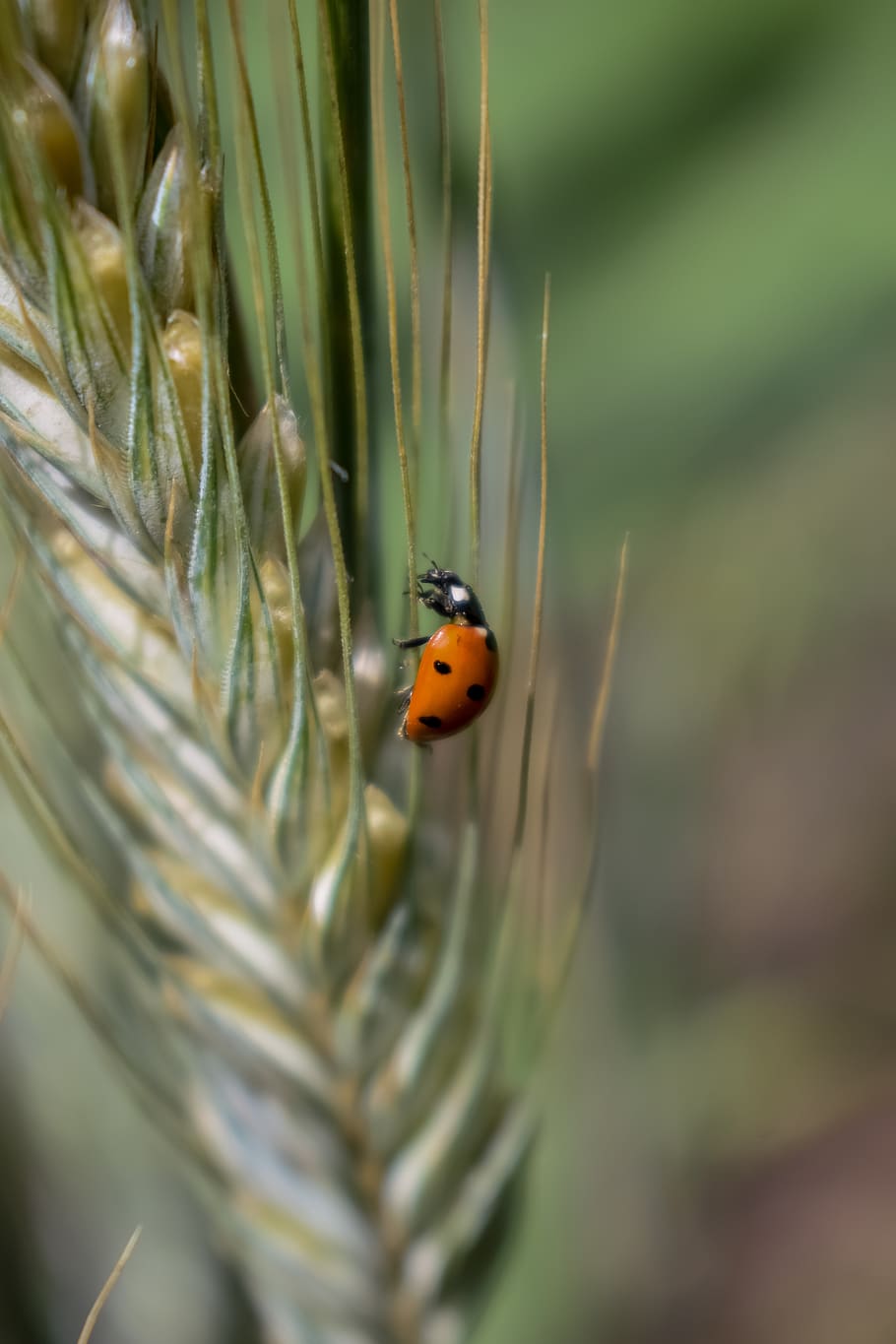 camp, estiu, insecte, escarabat, herba, kolosok, naturalesa, collita, prat, verd, vermell, primavera, jardí, cereals, temporada, marieta, invertebrat, un animal, animals a la natura, temes d'animals, fauna animal, planta, animal, primer pla, enfocament selectiu, dia, cap gent, bellesa a la natura, creixement, a l'aire lliure, color verd, centrar-se en primer pla, petit, 5K