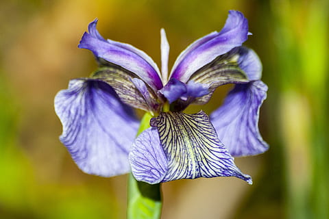 duhovka, iris pallida, květ, makro, světle fialová, kvetoucí rostlina, svěžest, rostlina, nachový, křehkost, zranitelnost, detail, okvětní lístek, květenství, květu hlavy, krása v přírodě, zaměřit se na popředí, růst, Příroda, iris - rostlina, nikdo, venku, den, pyl, sepal, 2K, CC0, veřejná doména, bez autorských práv