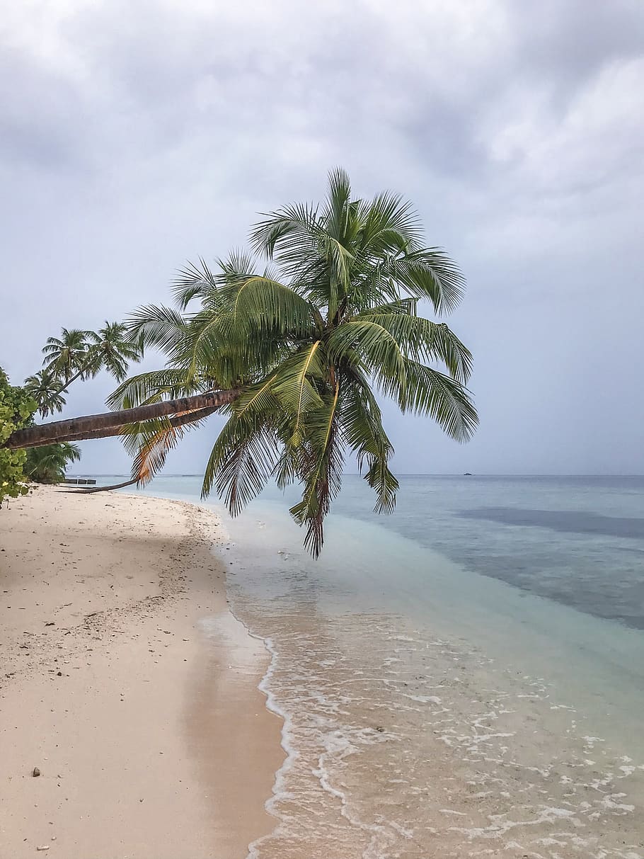 Malediven, Bäume, Palmen, Strand, Wellen, Ozean, Meer, tropisch, Reise, Insel, Inselleben, Tapete, iphone, Himmel, Land, Palme, Wasser, tropisches Klima, Baum, Schönheit in der Natur, wolke - himmel, Sand, Szenen - Natur, Pflanze, ruhige Szene, Ruhe, Natur, Wachstum, Tag, Horizont, keine Leute, Horizont über Wasser, Kokospalme, draußen, tropischer Baum, 4K