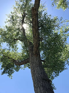 arbre, des arbres, feuilles, feuille, ciel, plante, tronc d'arbre, tronc, croissance, faible angle de vue, la nature, journée, couleur verte, personne, en plein air, ciel clair, lumière du soleil, branche, beauté dans la nature, tranquillité, parc, paysages - nature, vert, 4K, CC0, domaine public, libre de droits