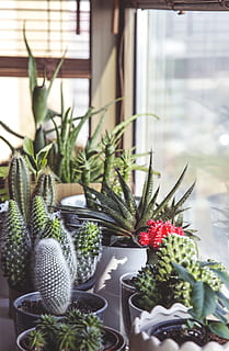 cacti af forskellige typer, plante, saftige plante, potteplante, kaktus, vækst, grøn farve, natur, ingen mennesker, dag, blomst, skønhed i naturen, blomstrende plante, udendørs, fokus på forgrunden, friskhed, tæt på, dekoration, botanik, selektiv fokusering, blomsterkrukke, stueplante, 4K, CC0, offentligt domæne, royaltyfrie