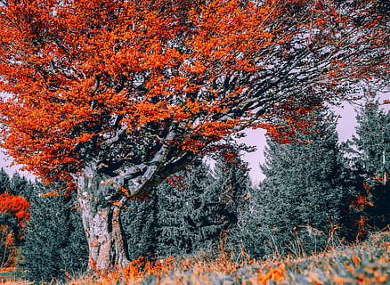 albero, faggio, autunno, albero deciduo, foresta d'autunno, le foglie, luminosa, vecchio albero, nodoso, emergere, colori autunnali, umore autunnale, foresta, foresta Nera, libro del vento, Schauinsland, pianta, modificare, bellezza nella natura, colore arancione, crescita, natura, la tranquillità, nessuno, terra, giorno, scenics - natura, all'aperto, scena tranquilla, ramo, inverno, parte vegetale, tronco d'albero, collezione autunnale, condizione naturale, albero di conifere, 4K, CC0, dominio pubblico, privo di copyright