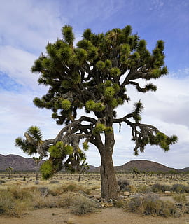 medis dykumoje, medis, augalų, lauke, pobūdį, medžio kamienas, pievos, savanna, joshua tree ca., augmenija, dykumoje, kraštovaizdį, žemės, krūmas, dykuma, peizažas, plynaukštė, ąžuolas, kaime, dangus, augimą, ramybė, aplinką, ramioje scenoje, grožis gamtoje, vaizdai - gamta, debesis - dangus, ne miesto scenoje, dieną, nėra žmonių, žolė, žalia spalva, pusiau sausas, 5K, CC0, Viešasis domenas, nemokamai