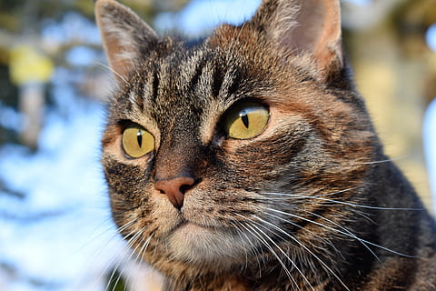 gatto, sgombro, vista, focalizzata, orologio, animale domestico, gatto domestico, faccia di gatto, animale, occhi di gatto, avvicinamento, ritratto, pelliccia, viso, Attenzione, un animale, temi animali, mammifero, domestico, animali domestici, felino, baffo, concentrarsi sulle conoscenze acquisite, vertebrato, parte del corpo animale, testa di animale, guardando la fotocamera, occhio animale, nessuno, occhi gialli, soriano, grugno, 5K, CC0, dominio pubblico, privo di copyright