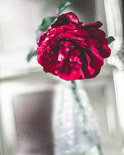 rosa, rede, vermelho, conexão, ícone, flor, planta com flores, vulnerabilidade, fragilidade, plantar, Flor rosa, beleza na natureza, fechar-se, cabeça de flor, vaso, pétala, inflorescência, dentro de casa, natureza, frescura, ninguém, arranjo de flores, ramalhete, Ramo de flores, 4K, CC0, domínio público, royalty free