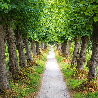 gris, verd, fulles, arbres, arbre, Camí, carretera, kerstendijk, Països Baixos, vaassen, grava, Carretera bruta, flora, heura, planta, simètric, simetria, país, carretera verda, carril, vorera, passarel·la, direcció, el camí a seguir, creixement, color verd, cap gent, naturalesa, sendera, dia, perspectiva decreixent, bellesa a la natura, tranquil·litat, a l'aire lliure, escena tranquil·la, terra, tronc, bosc, tronc de l'arbre, treelined, copa de l'arbre, 2K, CC0, domini públic, lliure de regalies