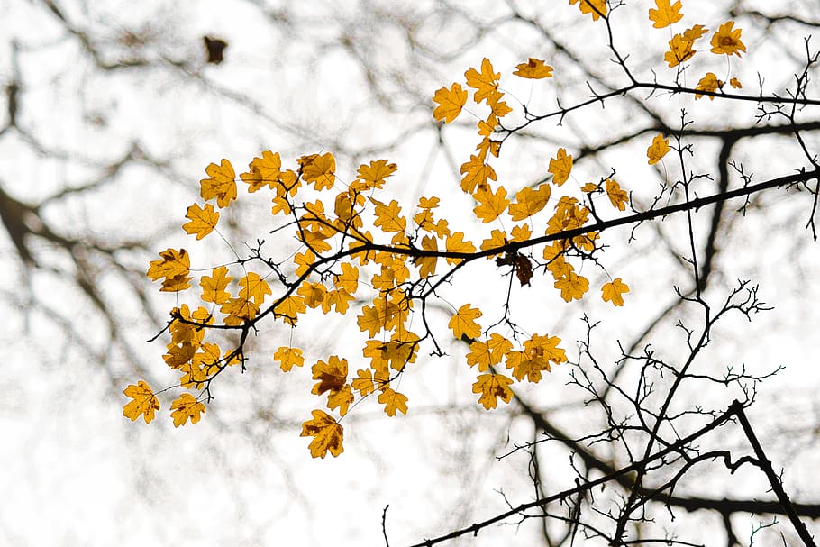 노랑, leafs, 분기, 나무, 날씨, 잎, 화려한, 자연, 색깔, 이파리, 시즌, 선명한, 정원, 가을, 식물, 자연의 아름다움, 낮은 각도보기, 취약성, 성장, 아무도, 꽃 피는 식물, 봄, 꽃, 취약점, 선도, 하늘, 일, 작은 가지, 옥외, 변화, 벚꽃, 체리 나무, 5K