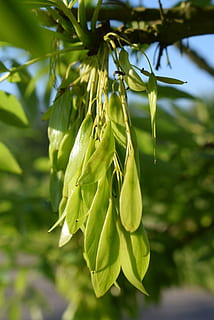 ash, seeds, tree, plant, growth, green color, close-up, beauty in nature, focus on foreground, no people, nature, day, plant part, leaf, freshness, flower, flowering plant, food, outdoors, tranquility, food and drink, sunlight, vulnerability, sepal, 4K, CC0, public domain, royalty free