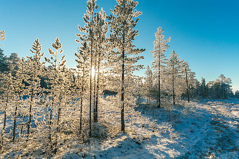furutrær felt, snø, kald, dagtid, miljø, zing, frost, natur, utendørs utfordring, scenisk, årstid, snøbegrenset, snowy, trær, vinter, kaldtemperatur, anlegg, tre, skjønnhet i naturen, ro, rolig scene, himmel, land, naturskjønnhet - natur, blå, frossen, ingen folk, felt, dag, sollys, vekst, utendørs, nåletre, 4K, CC0, offentlig domene, opphavsrett gratis