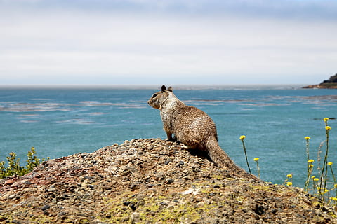 катерица, Gophers, кроасан, nager, гризач, сладък, животно, природа, море, перспектива, изглед, океан, бозайник, животински теми, едно животно, вода, животните, гръбначен, животни в дивата природа, без хора, рок, красота в природата, земя, ден, небе, твърд, рок - обект, спокойствие, хоризонт над вода, на открито, 5K, CC0, обществено достояние, роялти безплатно