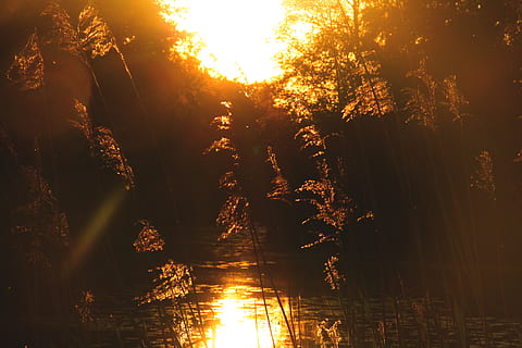 zachód słońca, światło słoneczne, promienie słoneczne, słońce, Pomarańczowy, żółty, drzewa, jezioro, las, park, Natura, woda, drzewo, piękno natury, spokój, roślina, spokojna scena, scenics - natura, odbicie, niebo, żadnych ludzi, wzrost, promień słońca, scena pozamiejska, flara obiektywu, na dworze, streaming, 4K, CC0, domena publiczna, darmowe zdjęcia