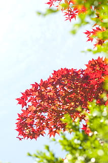 vermell, fulles, arbre, llum solar, flora, maple, planta, full, arbust, vegetació, flor, verd, borrós, bokeh, fulla d'auró, heura, gerani, arbres, planta amb flors, bellesa a la natura, frescor, creixement, fragilitat, vulnerabilitat, naturalesa, primer pla, dia, cap gent, enfocament selectiu, centrar-se en primer pla, a l'aire lliure, pètal, part de la planta, vista d’angle baix, cap de flor, primavera, canvi, 4K, CC0, domini públic, lliure de regalies