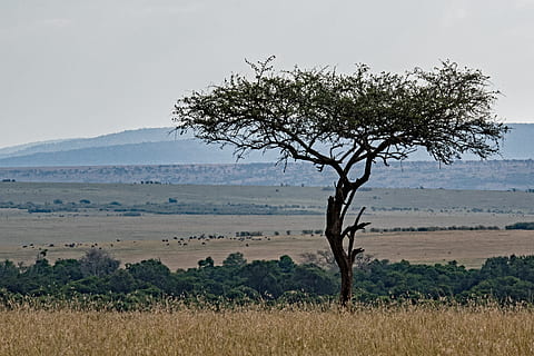 albero a foglie verdi, natura, campo, prateria, all'aperto, savana, Kenia, riserva nazionale masai mara, grigio, albero, pianta, flora, cespuglio, vegetazione, erba, masai mara, africano, paesaggio africano, vista africana, David Clode, paesaggio, ambiente, scenics - natura, cielo, nessuno, terra, bellezza nella natura, scena tranquilla, fauna selvatica, la tranquillità, scena non urbana, giorno, animale, safari, temi animali, semi arido, 4K, CC0, dominio pubblico, privo di copyright
