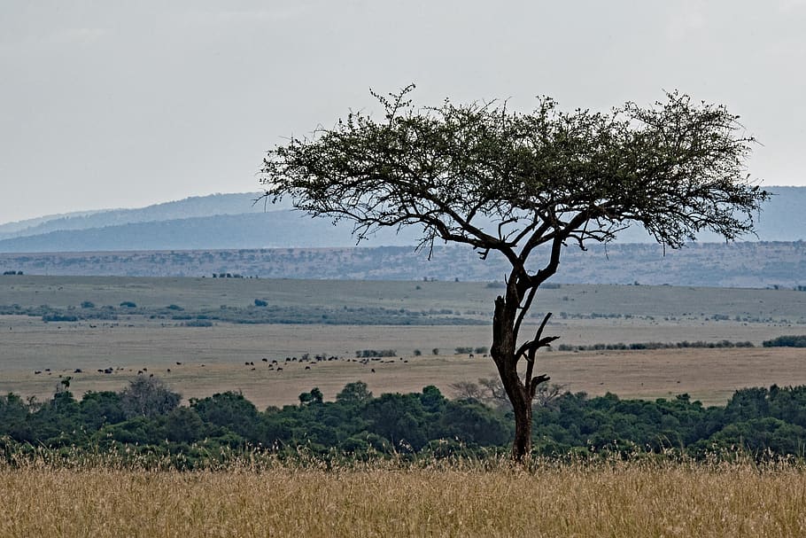 albero a foglie verdi, natura, campo, prateria, all'aperto, savana, Kenia, riserva nazionale masai mara, grigio, albero, pianta, flora, cespuglio, vegetazione, erba, masai mara, africano, paesaggio africano, vista africana, David Clode, paesaggio, ambiente, scenics - natura, cielo, nessuno, terra, bellezza nella natura, scena tranquilla, fauna selvatica, la tranquillità, scena non urbana, giorno, animale, safari, temi animali, semi arido, 4K