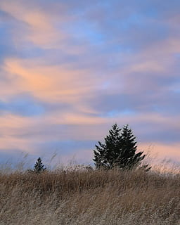 solnedgang, træer, skyer, himmel, bjerge, græs, sommer, sommernat, gylden, sky - himmel, plante, ro, rolig scene, scenics - natur, træ, jord, skønhed i naturen, natur, landskab, miljø, ingen mennesker, ikke-urbane scene, Mark, vækst, udendørs, landlige scene, marram græs, 2K, CC0, offentligt domæne, royaltyfrie
