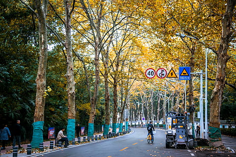 cădea, copac, plantă, direcţie, semn, calea de urmat, drum, stradă, transport, oraș, natură, oameni apropiați, zi, comunicare, oameni adevărați, grup de oameni, trunchi de copac, toamnă, arhitectură, trompă, indicator, diminuarea perspectivei, în aer liber, treelined, Schimbare, 4K, CC0, domeniu public, fără drepturi de autor