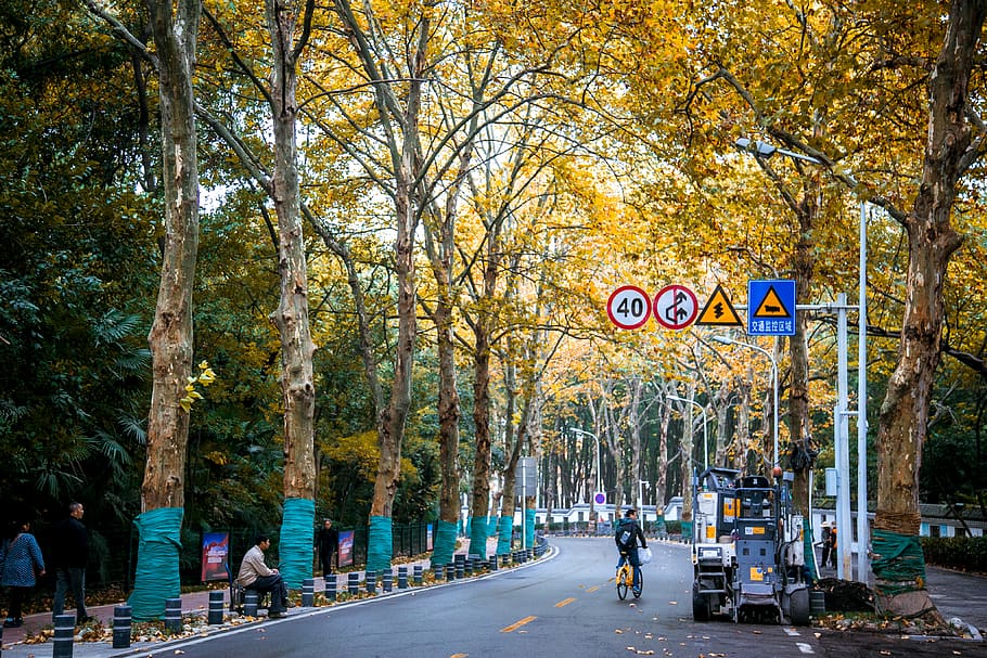 cădea, copac, plantă, direcţie, semn, calea de urmat, drum, stradă, transport, oraș, natură, oameni apropiați, zi, comunicare, oameni adevărați, grup de oameni, trunchi de copac, toamnă, arhitectură, trompă, indicator, diminuarea perspectivei, în aer liber, treelined, Schimbare, 4K