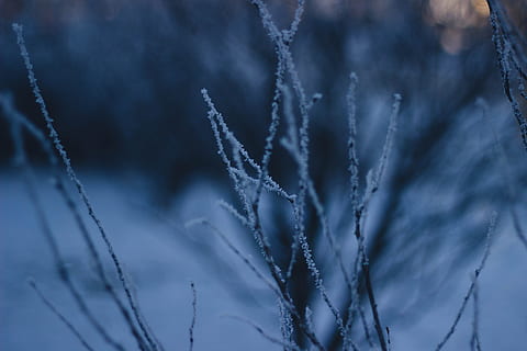 trees, branches, winter, cold, snow, nature, outdoors, plant, cold temperature, growth, no people, frozen, close-up, beauty in nature, tranquility, focus on foreground, ice, day, selective focus, frost, sky, pattern, icicle, 5K, CC0, public domain, royalty free