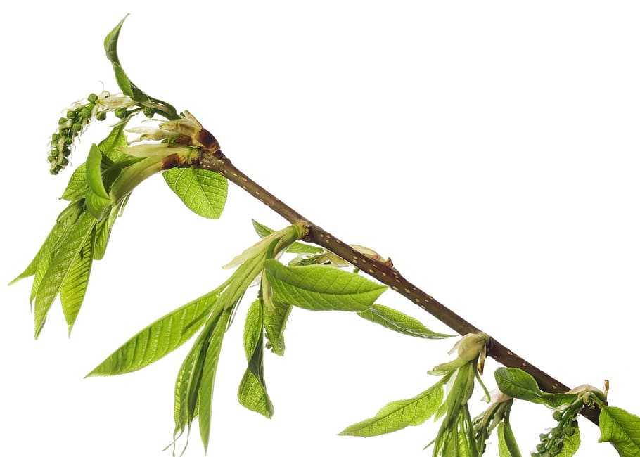 afdeling, træ, blad, grøn, hvid, plante, isolerede, vækst, natur, forår, Kvist, knop, spirende, blomstre, spire, ny, stilk, tæt på, lille, spray, løv, Brun, sæson-, botanisk, voksende, burst, flor, skyde, Kirsebærtræ, vegetation, makro, sæson, flora, kirsebær, ung, have, løvet, urt, frisk, detalje, delikat, friskhed, hvid baggrund, studio skud, mad og drikke, grøn farve, plante del, mad, ingen mennesker, indendørs, sund kost, velvære, kopiere plads, grøntsag, skåret ud, stilleben, blade, 2K