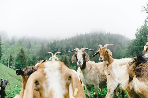 Ziegen, Almwiese, Säugetier, Gruppe von Tieren, Tierthemen, Tier, Haustiere, Vieh, Baum, Pflanze, Natur, Tierwelt, inländisch, Land, Wirbeltier, Umgebung, Nebel, Landschaft, Szenen - Natur, keine Leute, Tiere in freier Wildbahn, Herde, pflanzenfressend, 2K, CC0, gemeinfrei, lizenzfrei