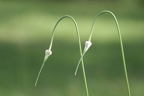 gambo, verde, erba, Due, gemello, insieme, nessuno, avvicinamento, colore verde, concentrarsi sulle conoscenze acquisite, pianta, amore, natura, emozione, crescita, bellezza nella natura, emozione positiva, all'aperto, giorno, a forma di cuore, Colore bianco, freschezza, stelo vegetale, ritagliare, cibo, filo d'erba, 2K, CC0, dominio pubblico, privo di copyright