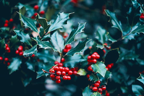 ciliegie rosse, pianta, cibo, frutta, ciliegia, foresta Nera, Germania, animale, pesce, foglia, autunno, agrifoglio, verde, rosso, Natale, bacca, frutti di bosco, bacche rosse, mirtillo, prugna, cibo e bevande, crescita, mangiare sano, freschezza, parte vegetale, bellezza nella natura, natura, nessuno, giorno, avvicinamento, albero, concentrarsi sulle conoscenze acquisite, sorbe, colore verde, all'aperto, maturo, 5K, CC0, dominio pubblico, privo di copyright