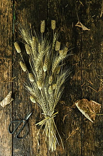 bundle, wheat, brown, wooden, surface, scissors, art materials, background, cereal, dark, dried leaves, dry, flatlay, flora, growth, husk, rural, rustic, texture, wood, plant, close-up, no people, nature, wood - material, food and drink, day, high angle view, outdoors, still life, plant part, leaf, agriculture, food, directly above, table, beauty in nature, 5K, CC0, public domain, royalty free