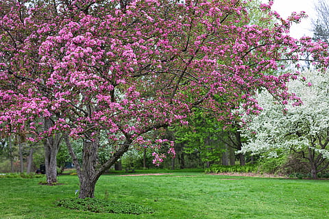 Primavera, fundo, pano de fundo, fundo de primavera, origens da primavera, árvore florida, flores cor de rosa, flores, jardim, plantar, árvore, planta com flores, beleza na natureza, crescimento, Flor, frescura, fragilidade, natureza, cor rosa, parque, grama, park - homem fez espaço, vulnerabilidade, cor verde, dia, tranquilidade, ninguém, ao ar livre, Flor de cerejeira, Árvore de cereja, 5K, CC0, domínio público, royalty free