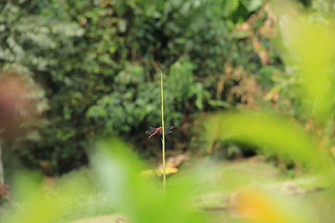 libelula, pianta, colore verde, messa a fuoco selettiva, crescita, giorno, bellezza nella natura, natura, terra, nessuno, avvicinamento, all'aperto, fragilità, parte vegetale, foglia, un animale, foresta, vulnerabilità, albero, temi animali, la tranquillità, 5K, CC0, dominio pubblico, privo di copyright